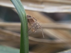 Oxyopes aglossus