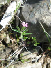 Centaurium cachanlahuen