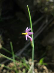 Olsynium scirpoideum