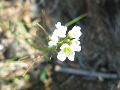 Cardamine
