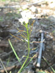 Cardamine