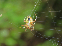 Araneus venatrix