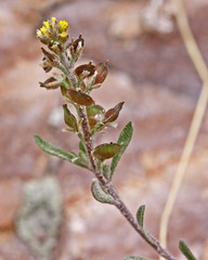 Alyssum desertorum