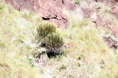 Encephalartos ghellinckii
