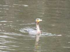 Phalacrocorax carbo sinensis