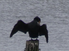 Phalacrocorax carbo sinensis