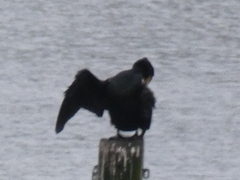 Phalacrocorax carbo sinensis