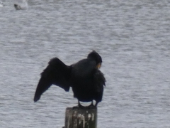 Phalacrocorax carbo sinensis