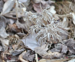 Dichanthelium scoparium