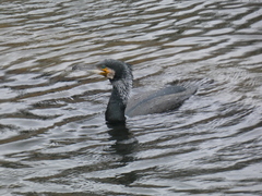 Phalacrocorax carbo sinensis