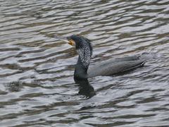 Phalacrocorax carbo sinensis