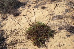 Acaena pinnatifida californica