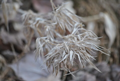 Dichanthelium scoparium