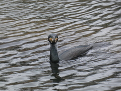 Phalacrocorax carbo sinensis