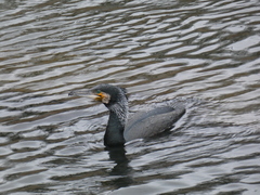Phalacrocorax carbo sinensis