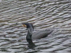 Phalacrocorax carbo sinensis