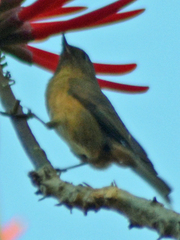 Diglossa baritula