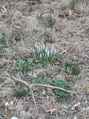 Galanthus nivalis