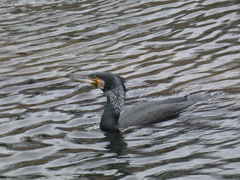 Phalacrocorax carbo sinensis