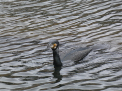 Phalacrocorax carbo sinensis