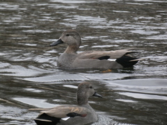 Mareca strepera strepera