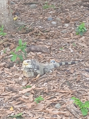 Iguana iguana