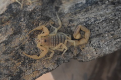 Mesobuthus mirshamsii