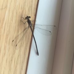 Lestes congener