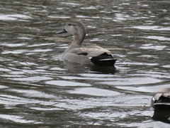 Mareca strepera strepera