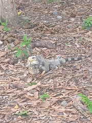 Iguana iguana