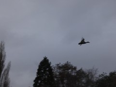 Mareca strepera strepera