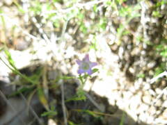 Gilia laciniata