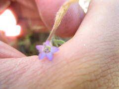 Gilia laciniata
