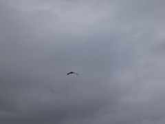 Mareca strepera strepera