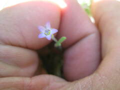 Gilia laciniata