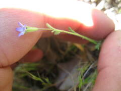 Gilia laciniata