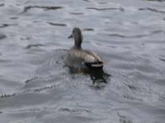 Mareca strepera strepera