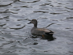 Mareca strepera strepera