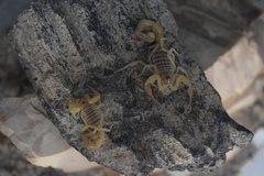 Mesobuthus mirshamsii