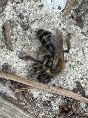 Andrena bradleyi