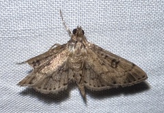 Nacoleia charesalis