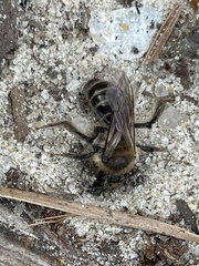 Andrena bradleyi