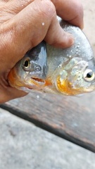 Pygopristis denticulata