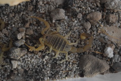 Mesobuthus mirshamsii