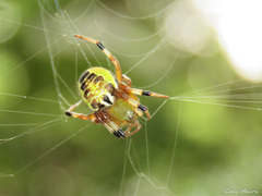 Araneus venatrix