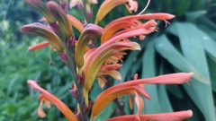 Chasmanthe floribunda