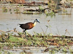 Actophilornis africanus