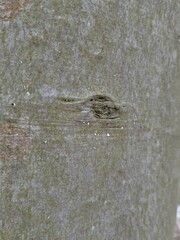 Cryptococcus fagisuga