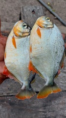 Pygopristis denticulata