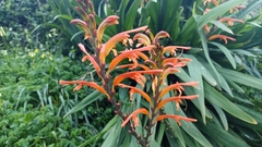 Chasmanthe floribunda